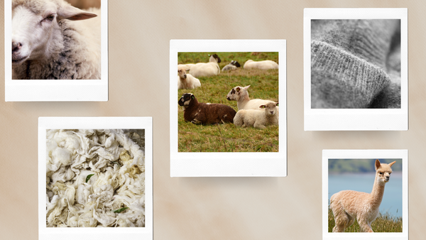 Group of sheep on green pasture, including one brown and several white sheep