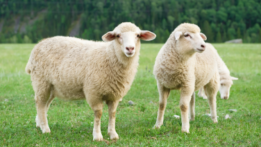 Two white sheep with thick woolly coats in a green meadow set against a backdrop of wooded mountains; one is looking straight at the camera.