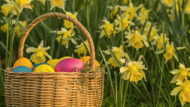 A woven wicker basket with colourful Easter eggs in pink, yellow, blue and orange sits among blooming yellow daffodils.