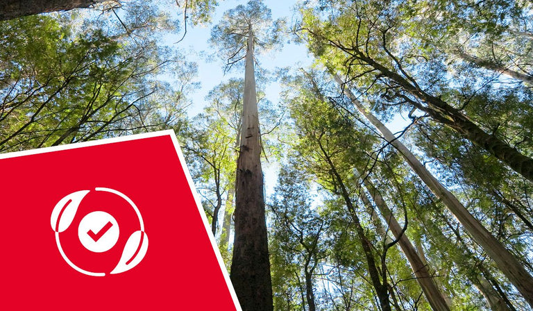 A low-angle shot captures a dense forest of towering eucalyptus trees, their pale trunks reaching high towards a bright blue sky partially obscured by their green canopies. In the foreground, a red triangular overlay with a white icon featuring a checkmark inside a circle with two leaves extends from the bottom left.