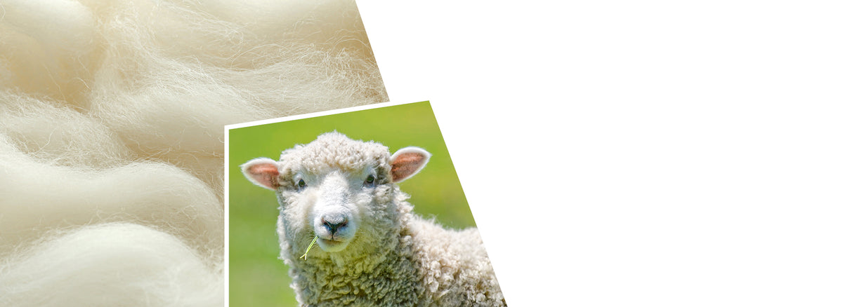 A split image showing a white sheep with fluffy wool looking at the camera on the left, and close-up white wool fibers with natural texture on the right, demonstrating the source and material.