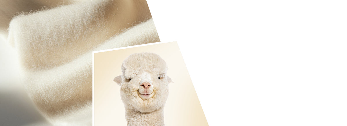A split image showing a white alpaca with fluffy fleece looking at the camera on the left, and soft, flowing cream-colored alpaca fiber on the right, demonstrating the source and luxurious material.