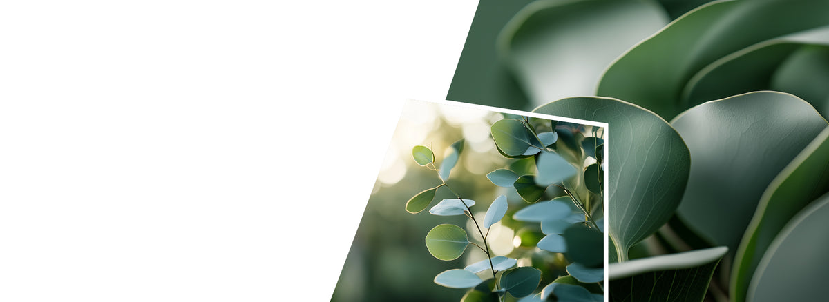 A split image showing close-up green eucalyptus leaves with detailed vein patterns on the left, and eucalyptus branches with round leaves in natural sunlight on the right, demonstrating the natural source material.