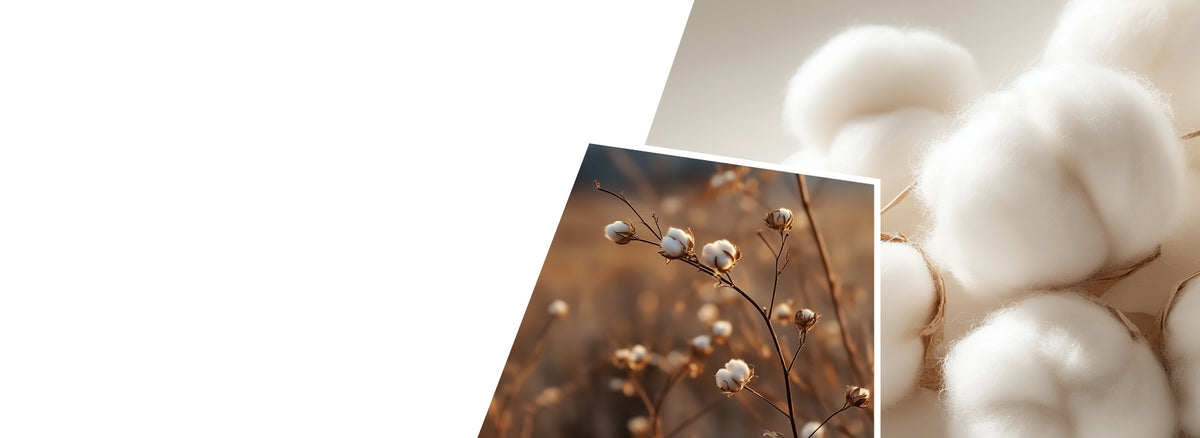 A split image showing fluffy white cotton bolls in close-up on the left and cotton plants with open bolls growing in a field on the right, demonstrating cotton from harvest to raw material.
