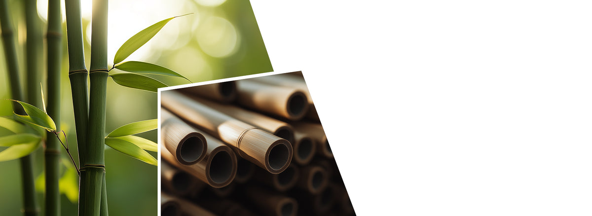 A split image showing cut bamboo poles with hollow centers on the left and living bamboo stalks with green leaves and characteristic segmented nodes on the right, demonstrating bamboo from plant to processed material.