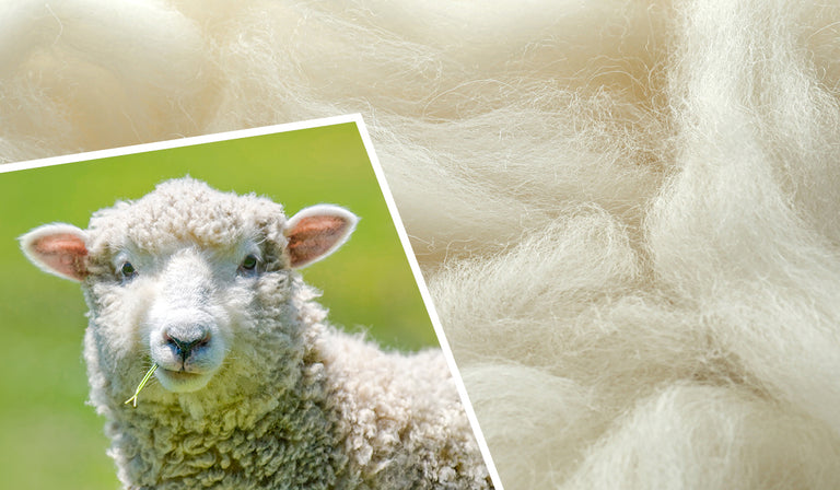 A split image showing a white sheep with fluffy wool looking at the camera on the left, and close-up white wool fibers with natural texture on the right, demonstrating the source and material.
