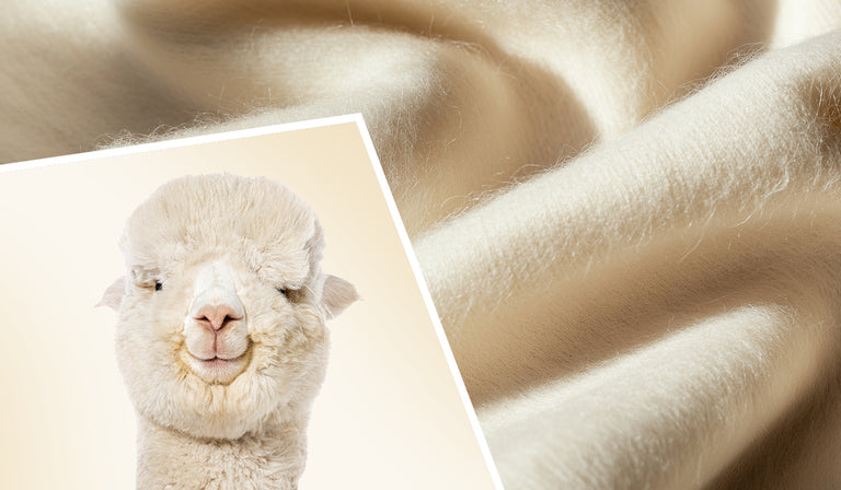 A split image showing a white alpaca with fluffy fleece looking at the camera on the left, and soft, flowing cream-colored alpaca fiber on the right, demonstrating the source and luxurious material.