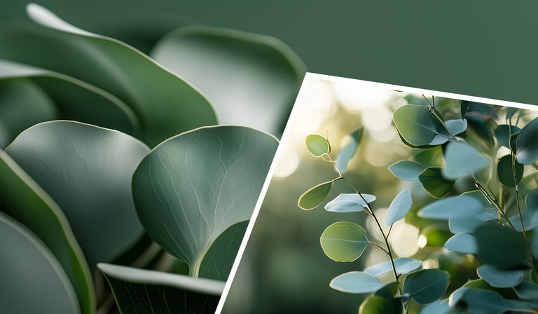 A split image showing close-up green eucalyptus leaves with detailed vein patterns on the left, and eucalyptus branches with round leaves in natural sunlight on the right, demonstrating the natural source material.