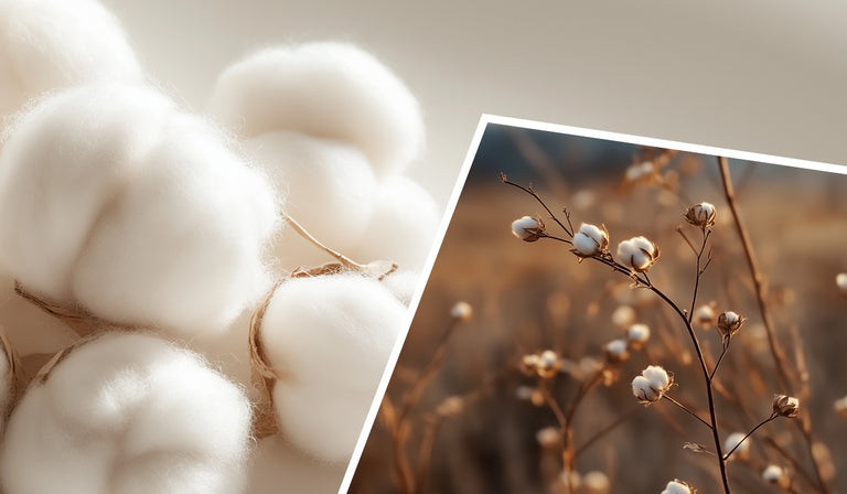 A split image showing fluffy white cotton bolls in close-up on the left and cotton plants with open bolls growing in a field on the right, demonstrating cotton from harvest to raw material.