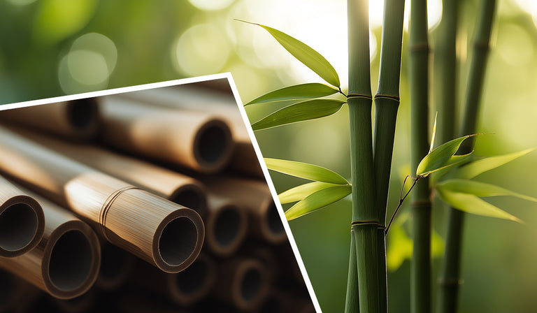 A split image showing cut bamboo poles with hollow centers on the left and living bamboo stalks with green leaves and characteristic segmented nodes on the right, demonstrating bamboo from plant to processed material.